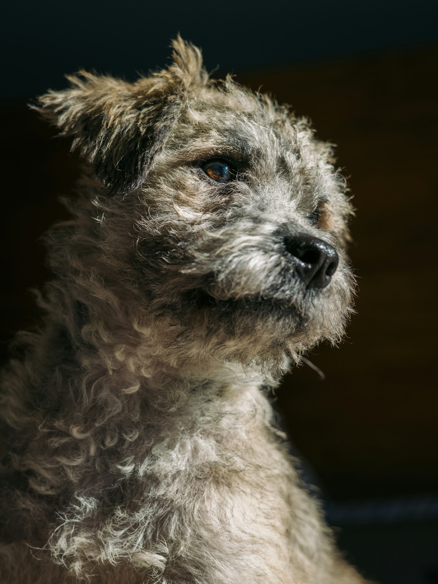 The Heartwarming Journey of Rescued Animals