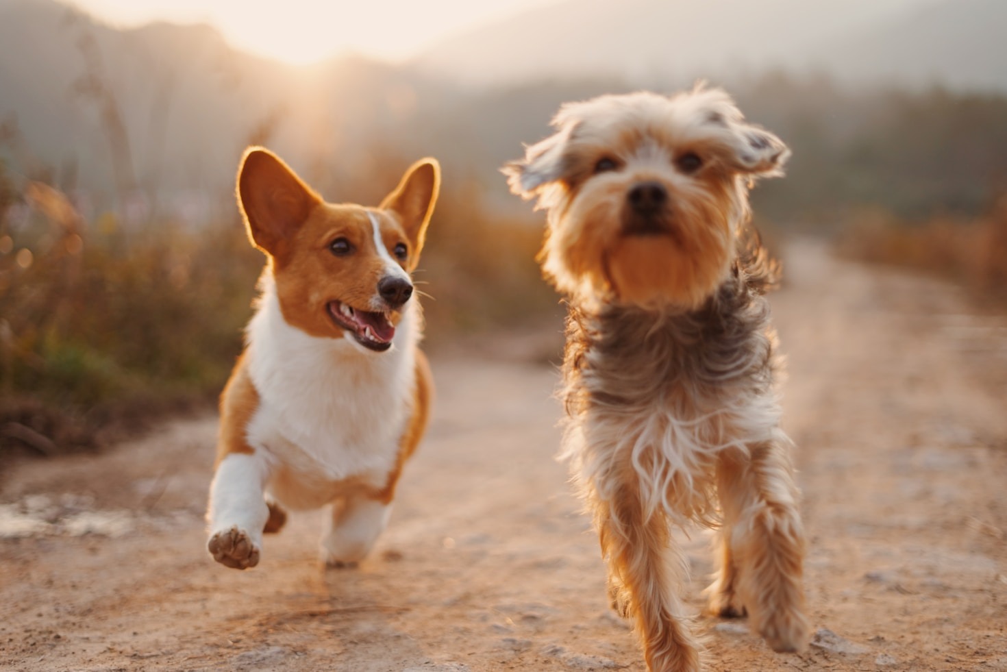 How to Support Rescued Pets and Their Needs