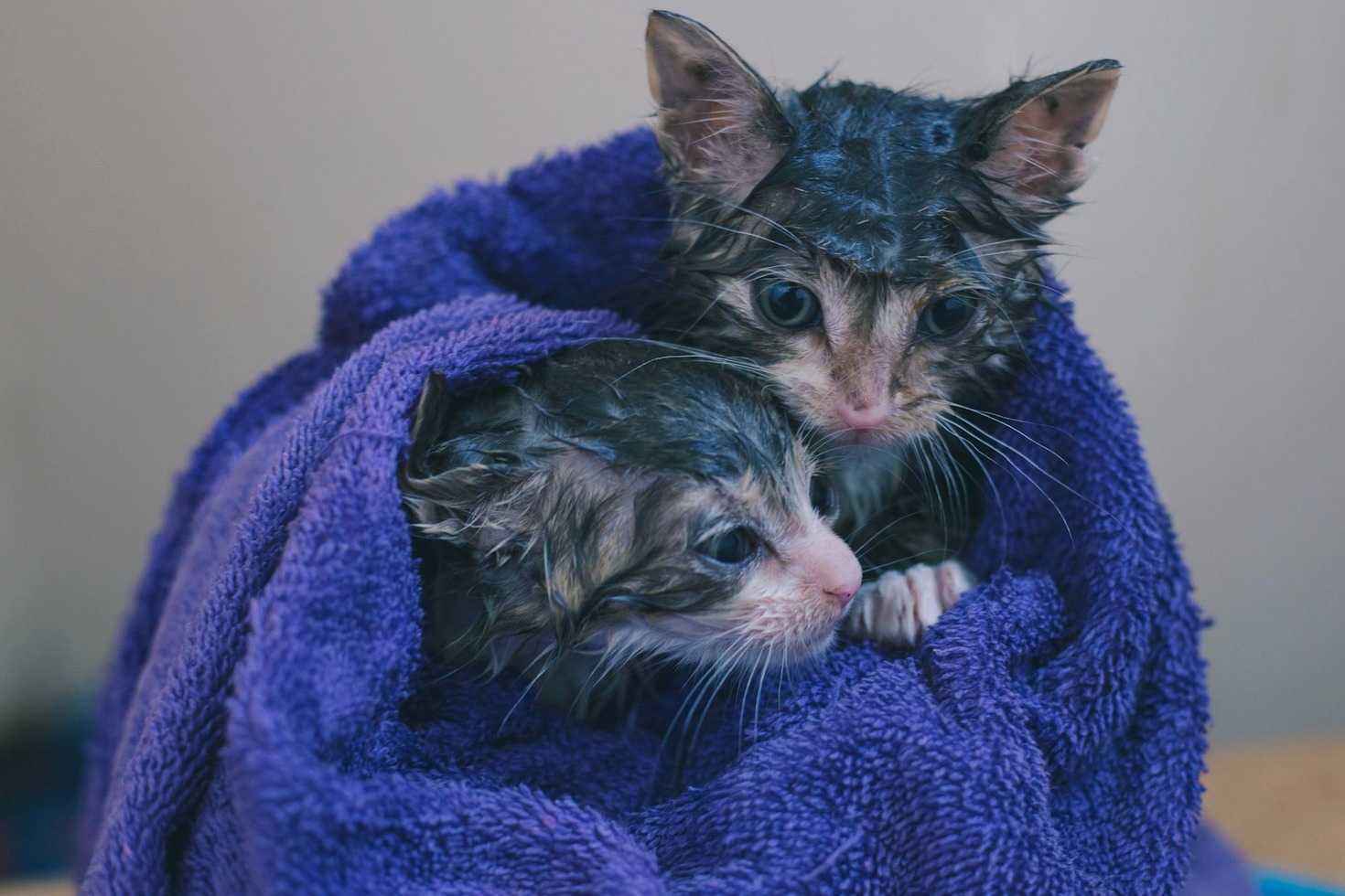 From Abuse to Love: Stories of Transformation