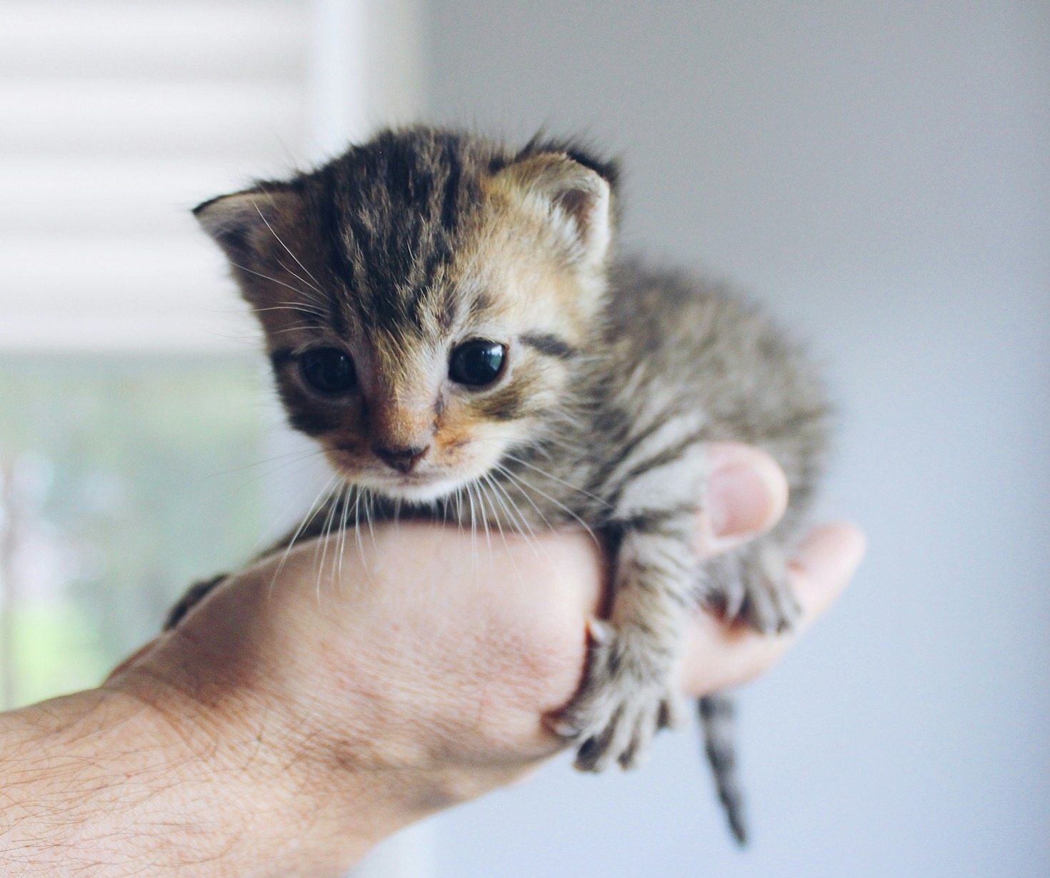 Why Rescuing Animals Matters More Than Ever