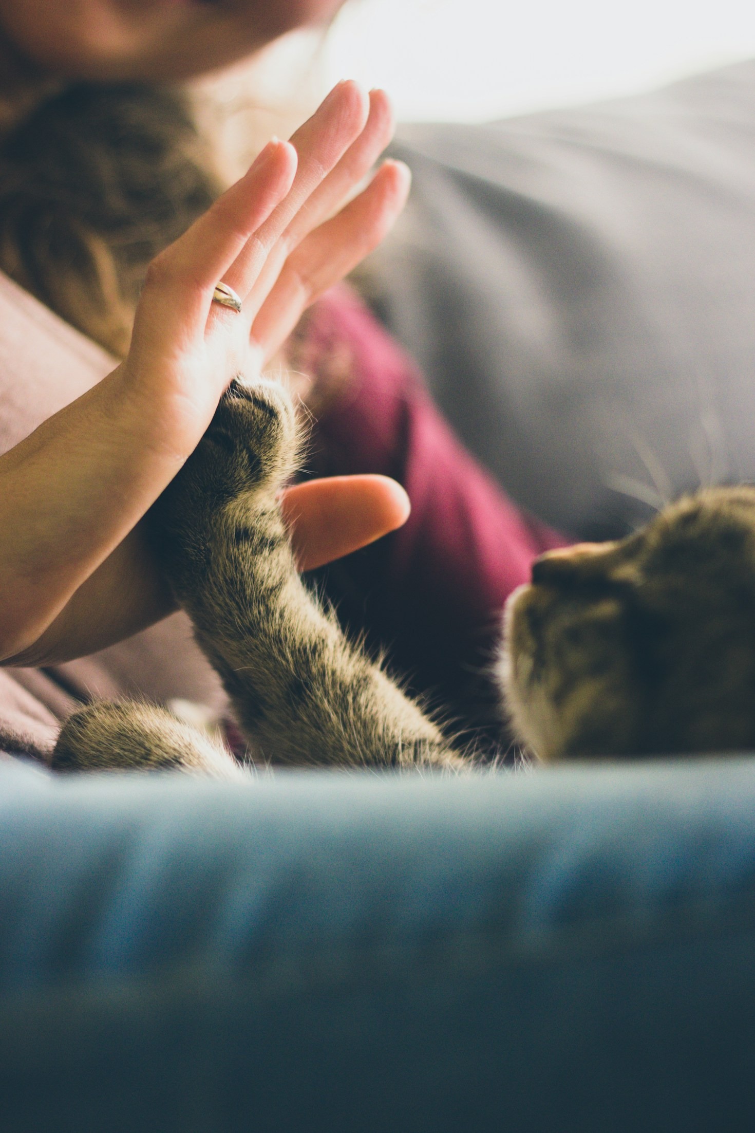 Creating a Compassionate World One Animal at a Time